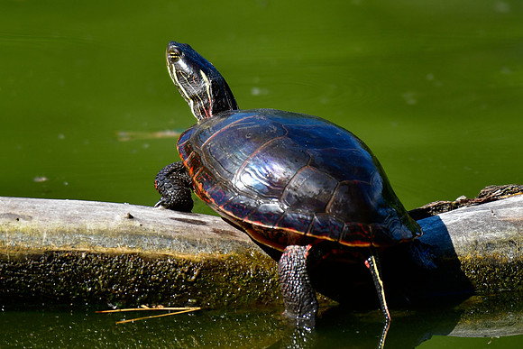Midland painted turtle