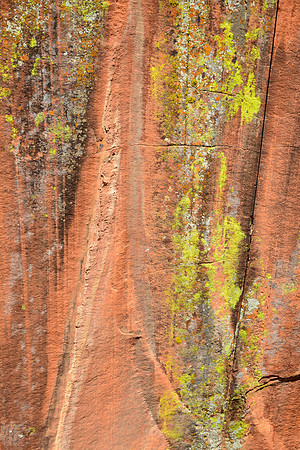 Rock and lichen on the Calico Hills Trail, Red Rock Canyon National Conservation Area