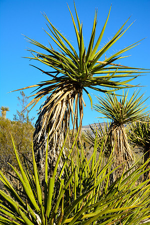 Cactus, Red Rock Canyon National Conservation Area
