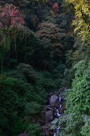 The forest above Yamphudin