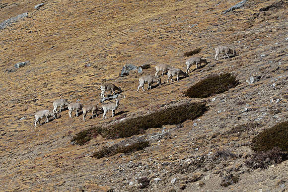 Blue sheep near Lhonak