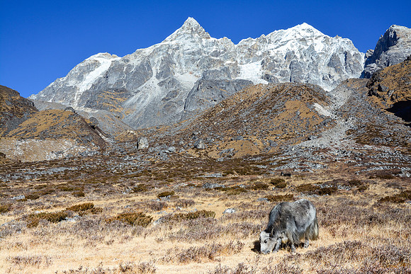A yak grazing below Boktoh