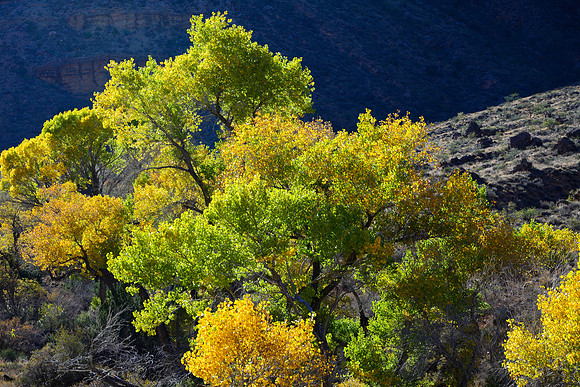 Cottonwood Canyon