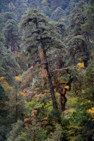 The forest above Gyabla