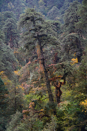 The forest above Gyabla