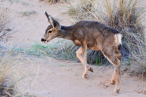 Mule deer near the Colorado River