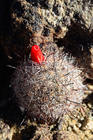 Fishhook cactus