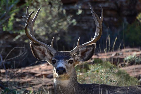 Mule deer in Cremation Canyon