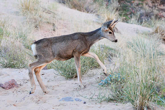 Mule deer near the Colorado River