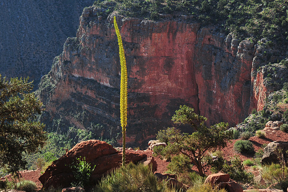 View from the South Kaibab Trail below O'Neill Butte