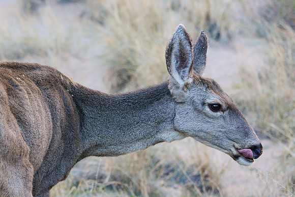 Mule deer near the Colorado River