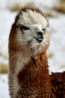 A young alpaca in the Labrahuani Valley