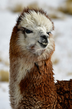 A young alpaca in the Labrahuani Valley