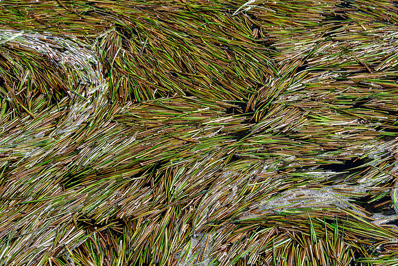 Vegetation at the outflow of the small lake above Laguna Sistana