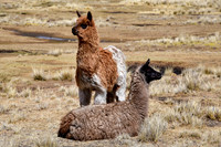 Two young llamas in the valley below Laguna Ajwadi