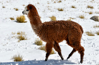 A young alpaca in the Labrahuani Valley