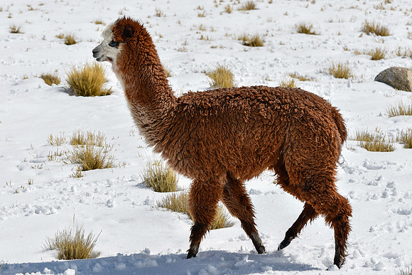 A young alpaca in the Labrahuani Valley