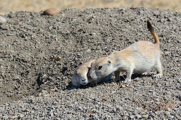 Black-tailed prairie dogs, West Block