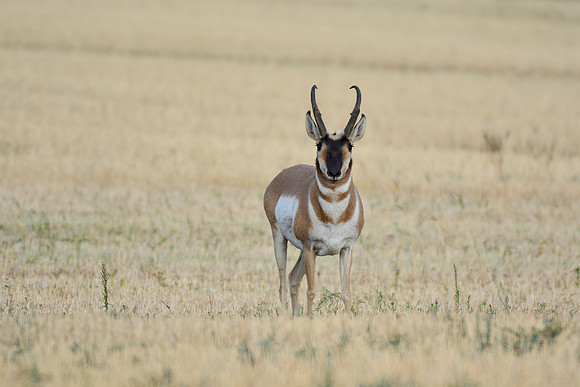 Pronghorn near the northern entrance to the West Block
