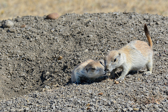 Black-tailed prairie dogs, West Block
