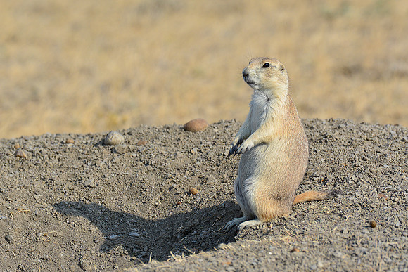 Black-tailed prairie dog, West Block
