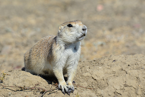 Black-tailed prairie dog, West Block
