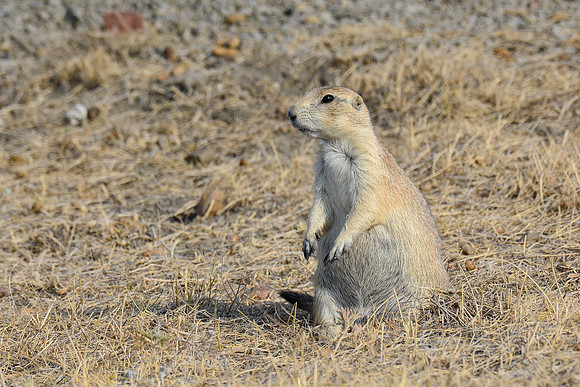 Black-tailed prairie dog, West Block