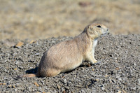 Black-tailed prairie dog, West Block