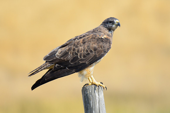 Swainson's hawk near the northern entrance to the West Block