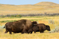 Plains bison, West Block
