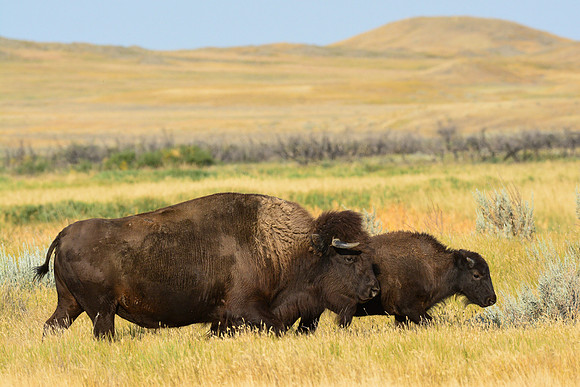 Plains bison, West Block