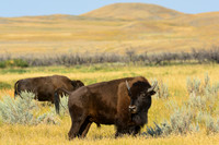 Plains bison, West Block