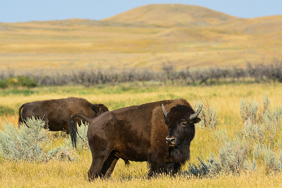 Plains bison, West Block