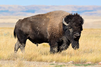 Plains bison, West Block