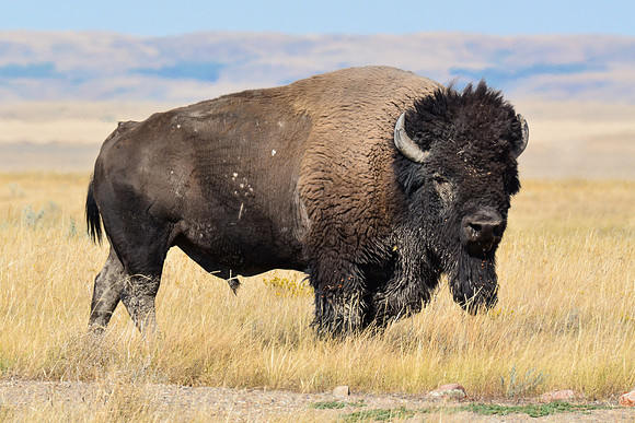 Plains bison, West Block