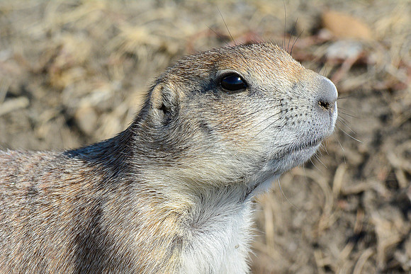 Black-tailed prairie dog, West Block