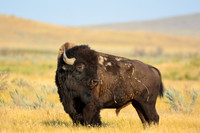 Plains bison, West Block
