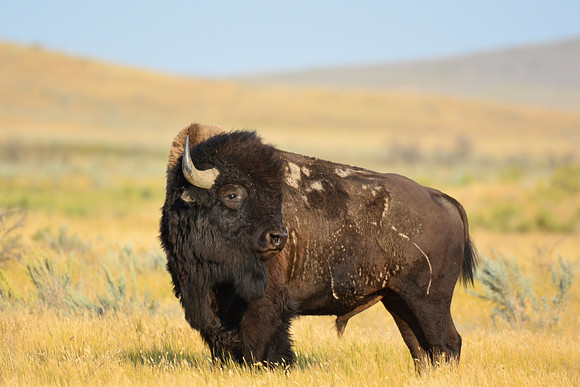 Plains bison, West Block