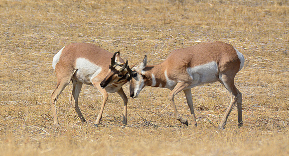 Pronghorns near the Badlands Viewpoint entrance to the East Block