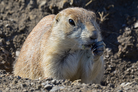 Black-tailed prairie dog, West Block