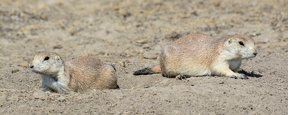 Black-tailed prairie dogs, West Block