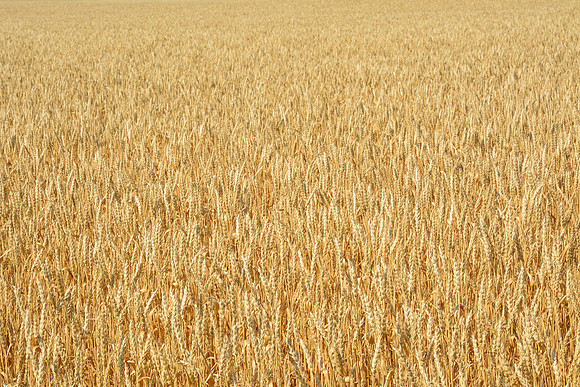 Wheatfield near the Badlands Viewpoint entrance to the East Block