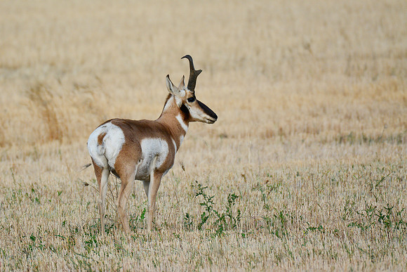 Pronghorn near the northern entrance to the West Block