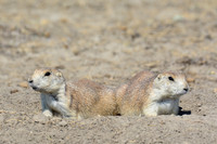 Black-tailed prairie dogs, West Block