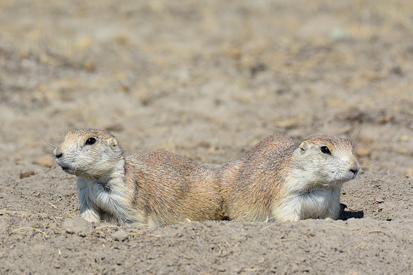 Black-tailed prairie dogs, West Block