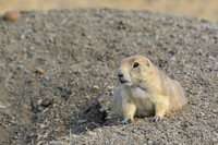 Black-tailed prairie dog, West Block