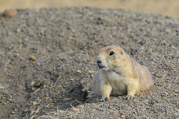 Black-tailed prairie dog, West Block