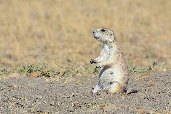 Black-tailed prairie dog, West Block
