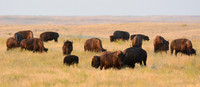 Part of a herd of plains bison, West Block