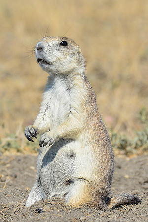 Black-tailed prairie dog, West Block